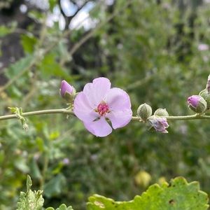 Meet your Posher, Brenda